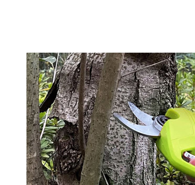 21V Cordless Garden Shears FH-SJ219 Application / detail image 1